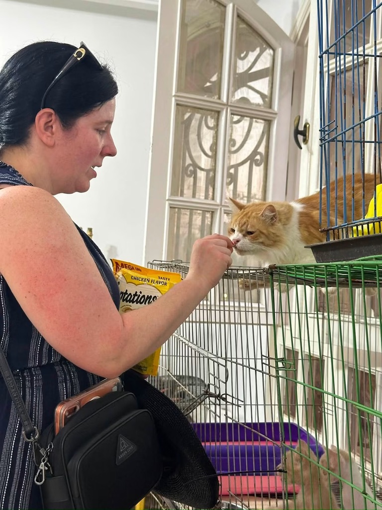 Hand-feeding a cat at the shelter