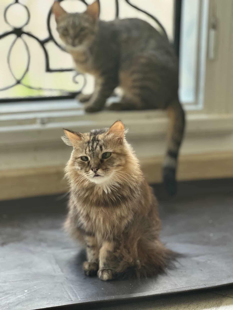 One of the shelter cats