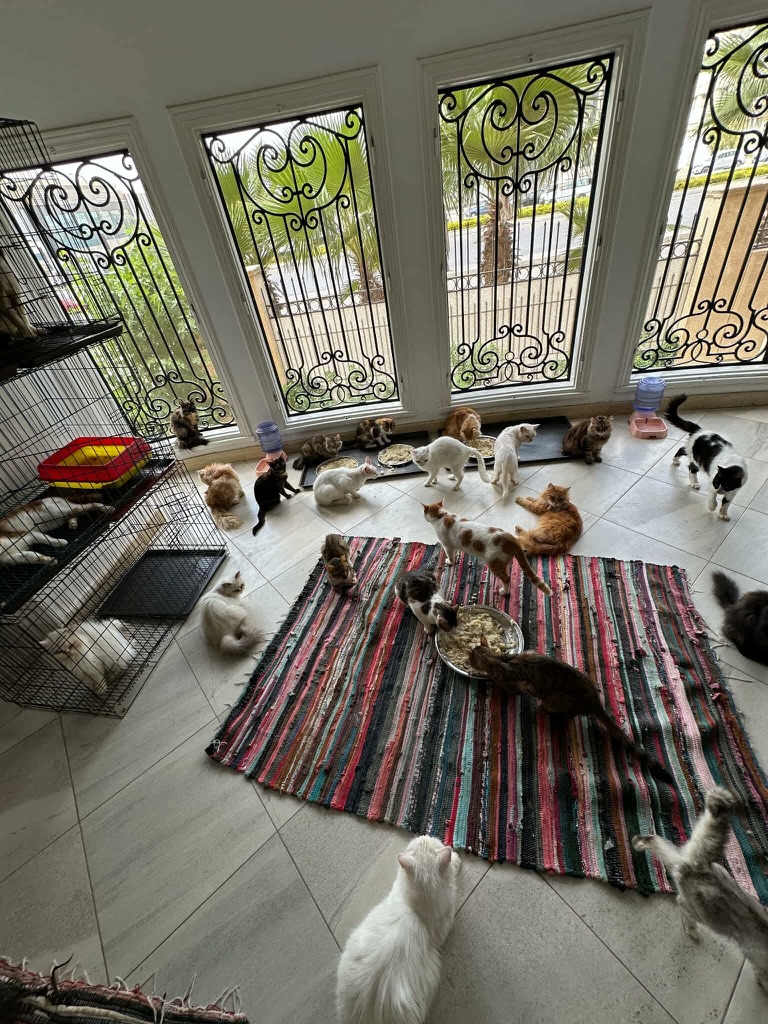 Cats in the shelter rooms