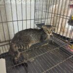 WhatsApp Image 2026-08-01 at 00.30.57 (1)