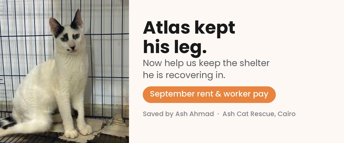 Atlas kept his leg. Now help us keep the shelter he is recovering in. September rent and worker pay. Saved by Ash Ahmad, Ash Cat Rescue, Cairo.