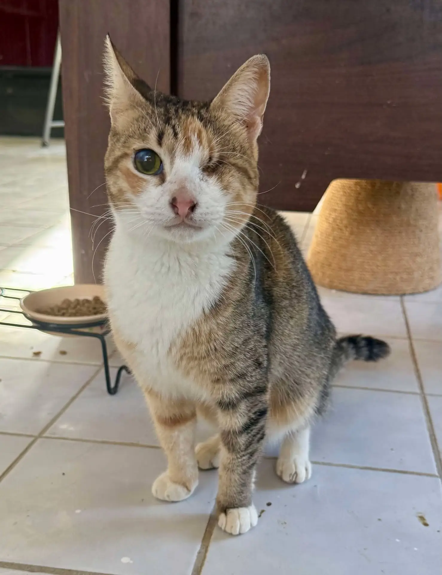 Cleopatra in her forever home