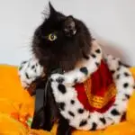 onyx-2-1