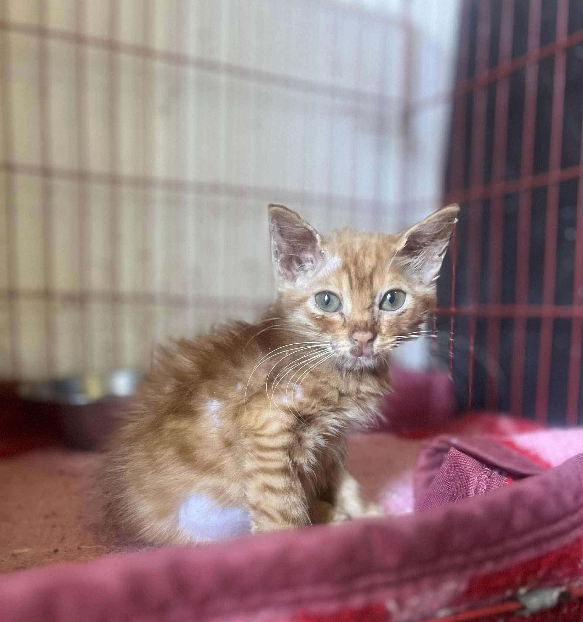 Cats at Nees Cats Shelter 1