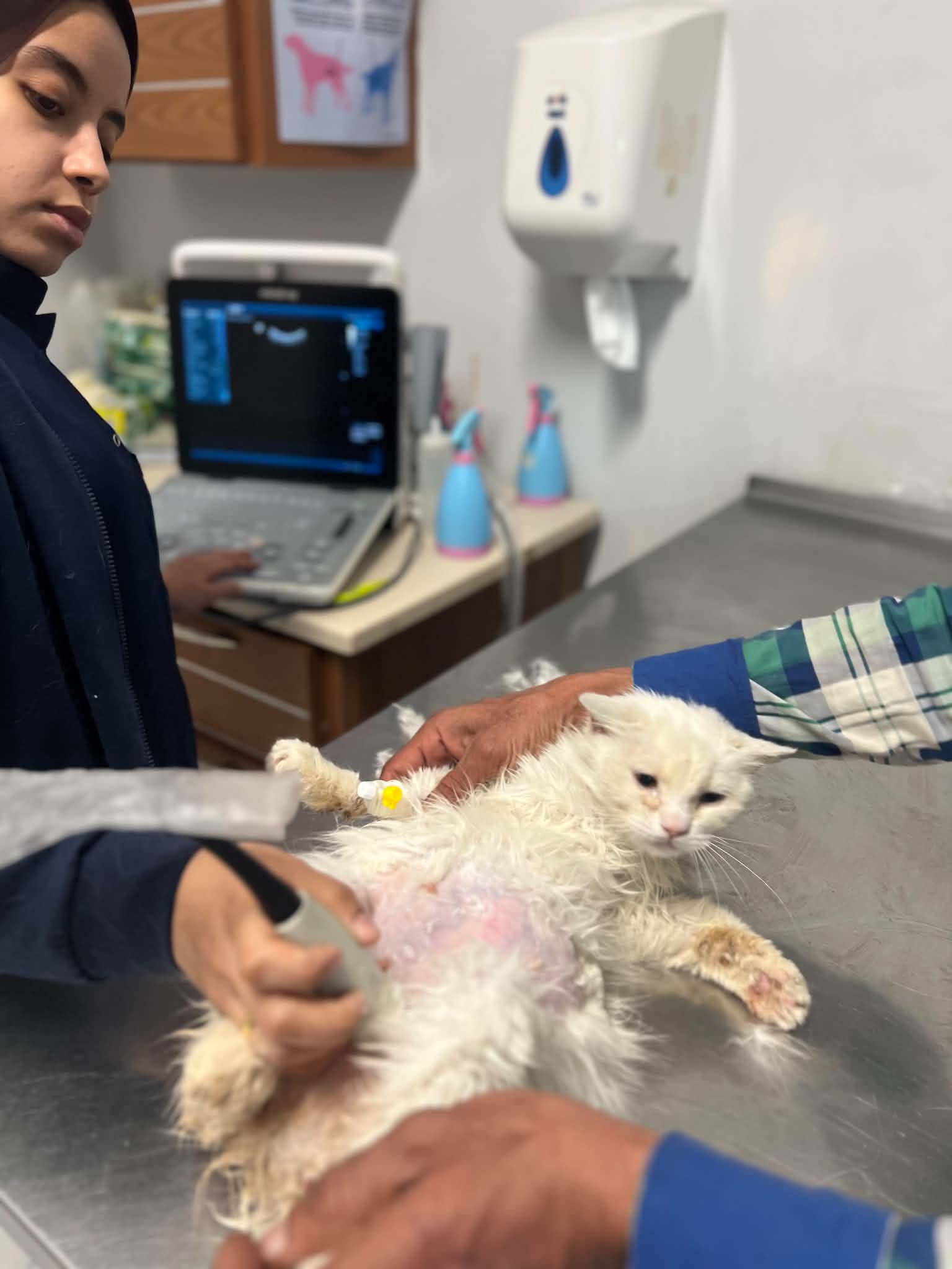 Cats at Nees Cats Shelter 8