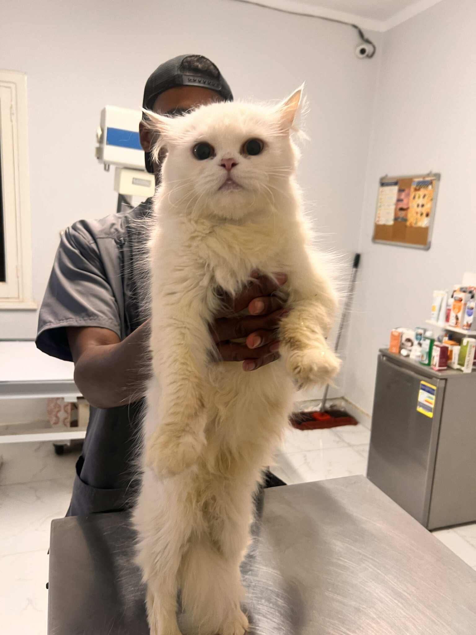 Cats at Nees Cats Shelter 13