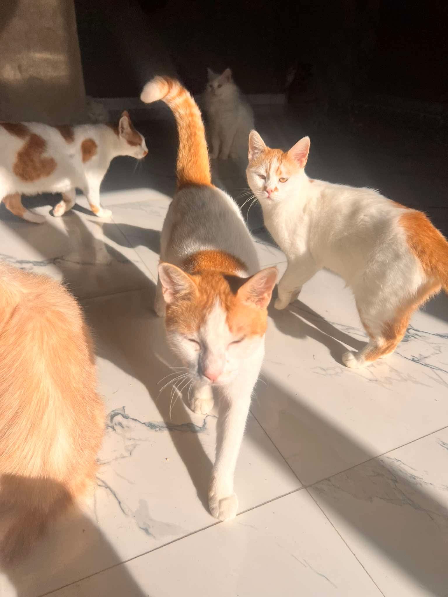 Cats at Nees Cats Shelter 16