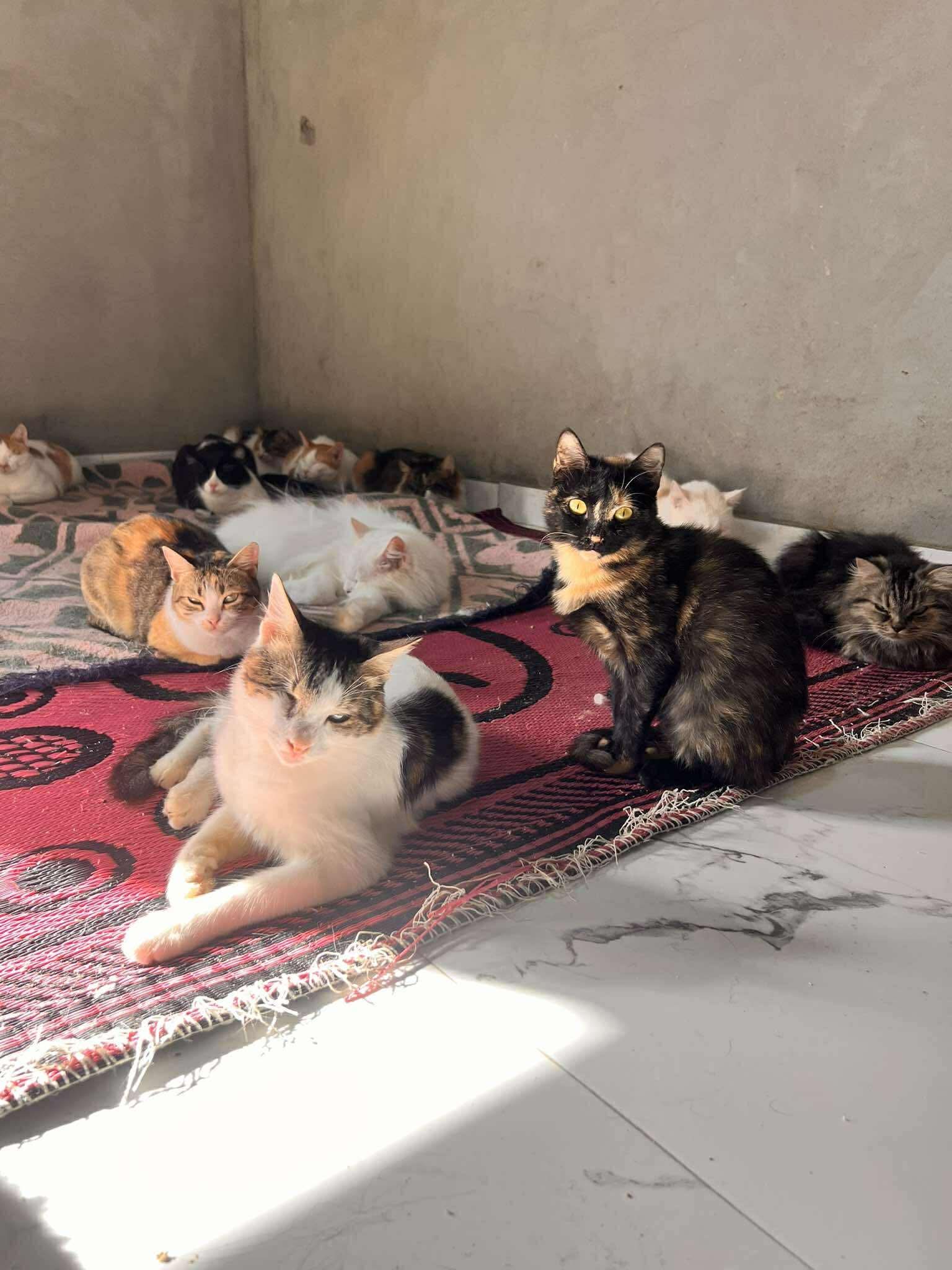 Cats at Nees Cats Shelter 7
