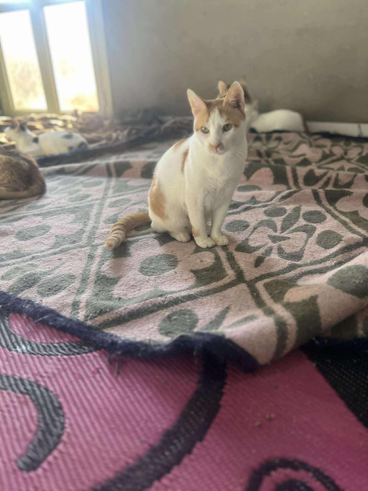 Cats at Nees Cats Shelter 14