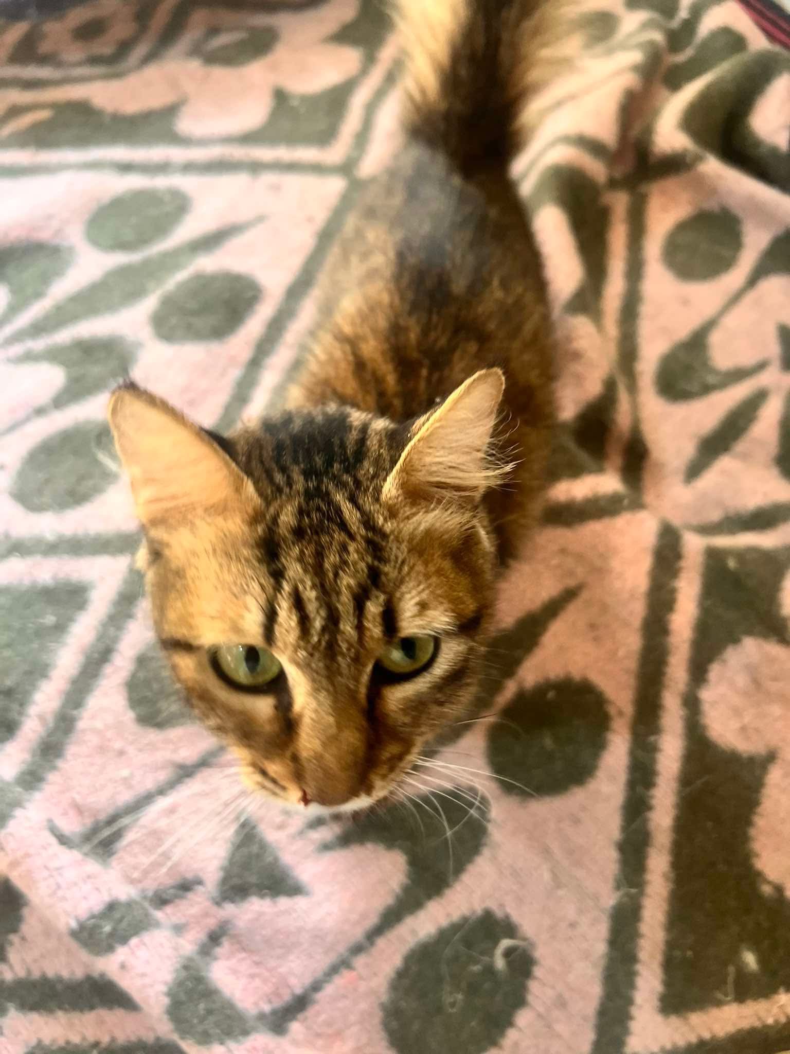 Cats at Nees Cats Shelter 9