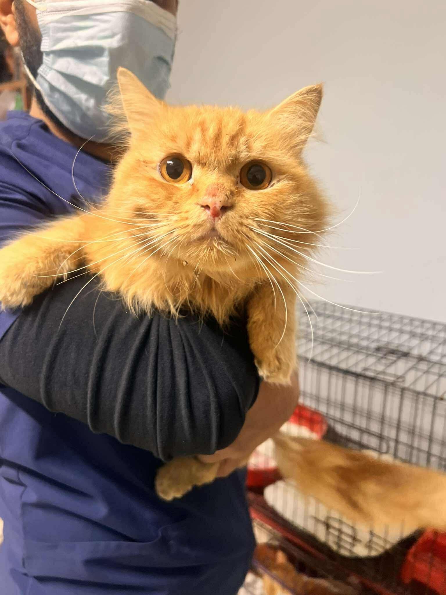 Cats at Nees Cats Shelter 4