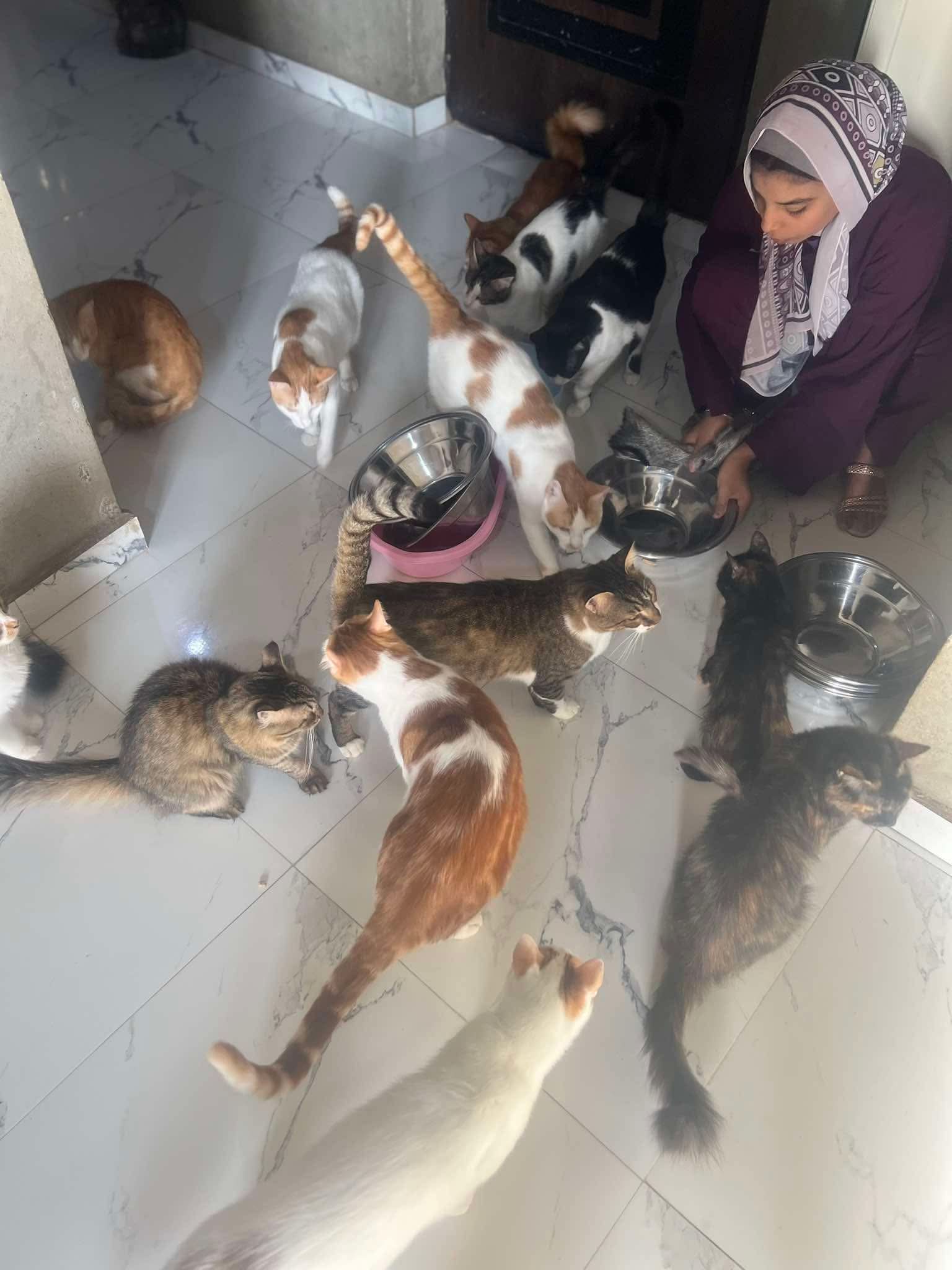 Cats at Nees Cats Shelter 17