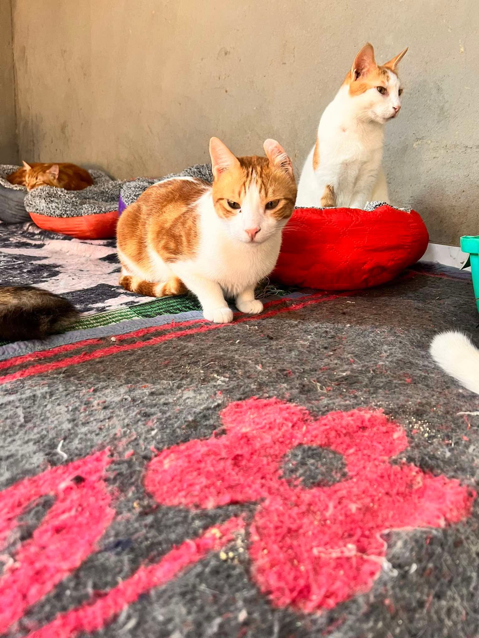 Cats at Nees Cats Shelter 18