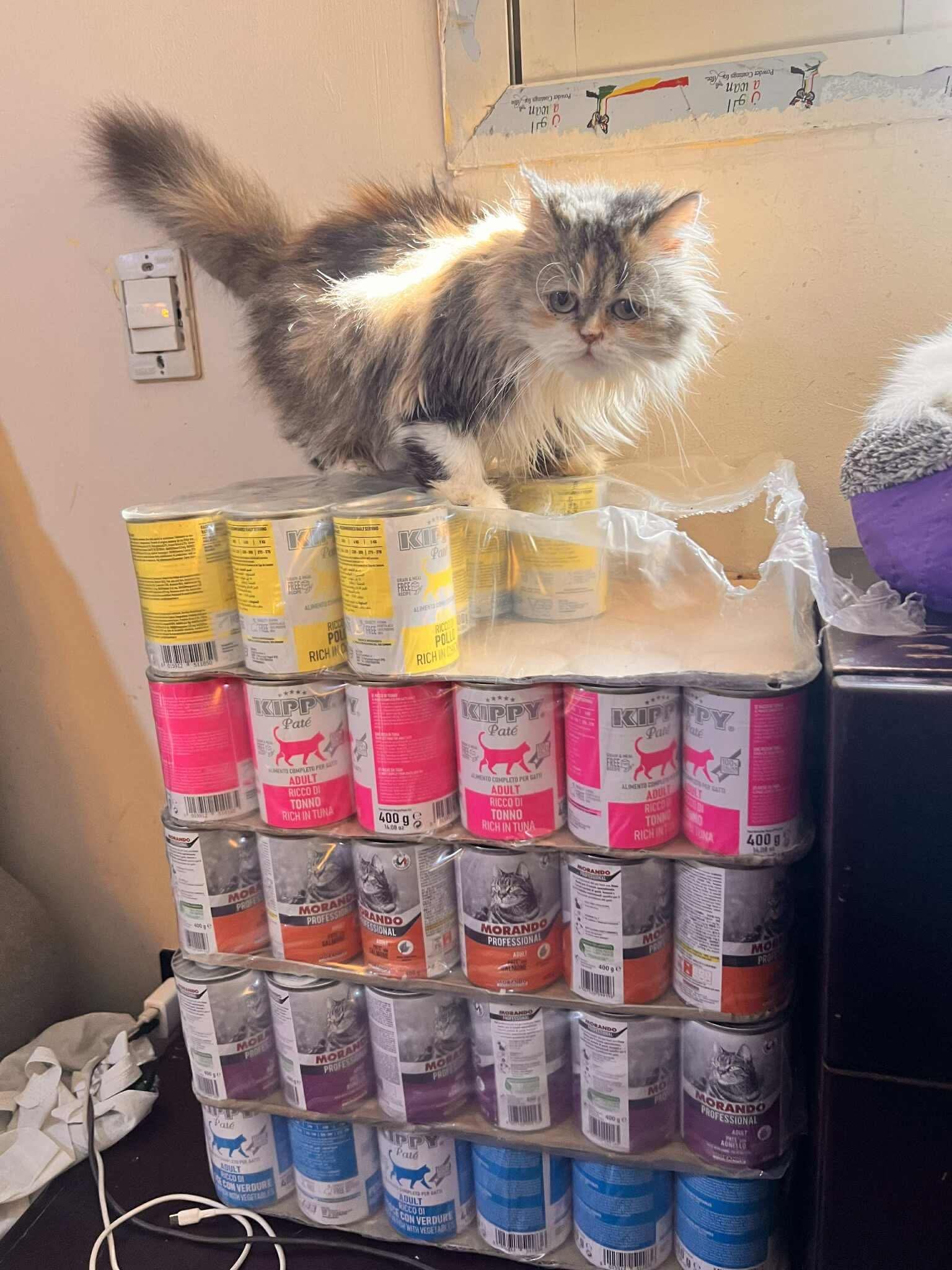 Cats at Nees Cats Shelter 19