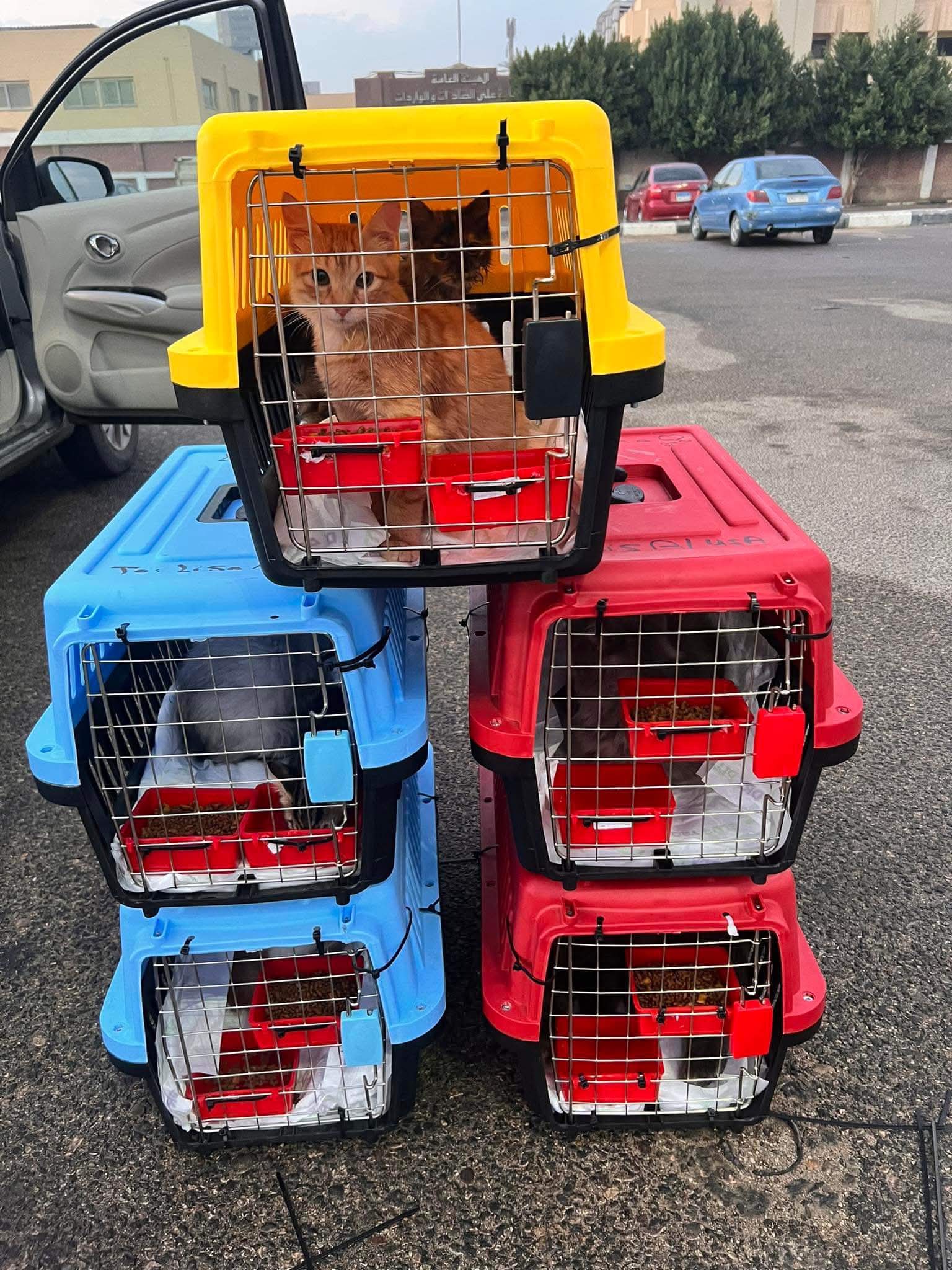 Cats at Nees Cats Shelter 21