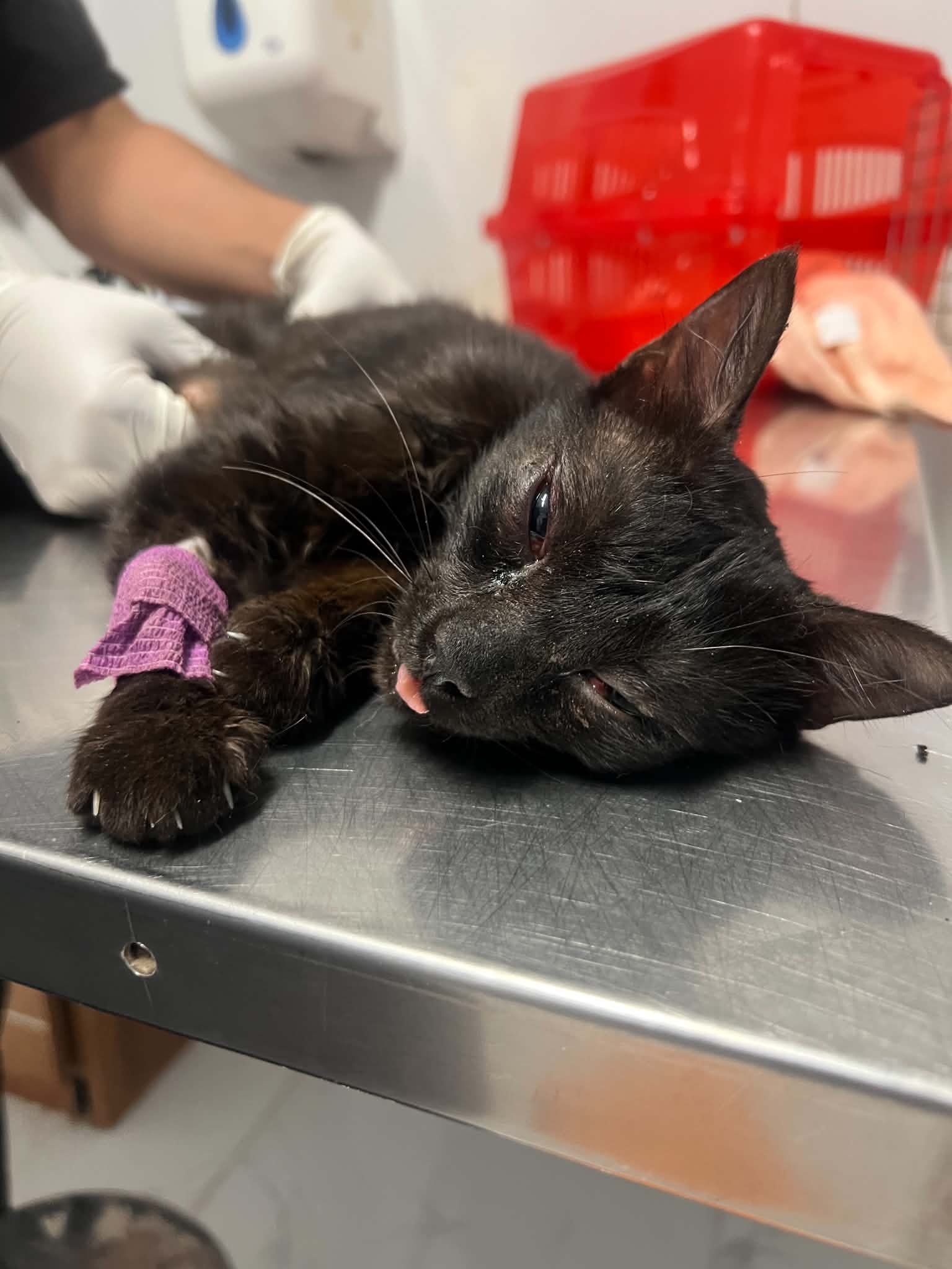 Cats at Nees Cats Shelter 20