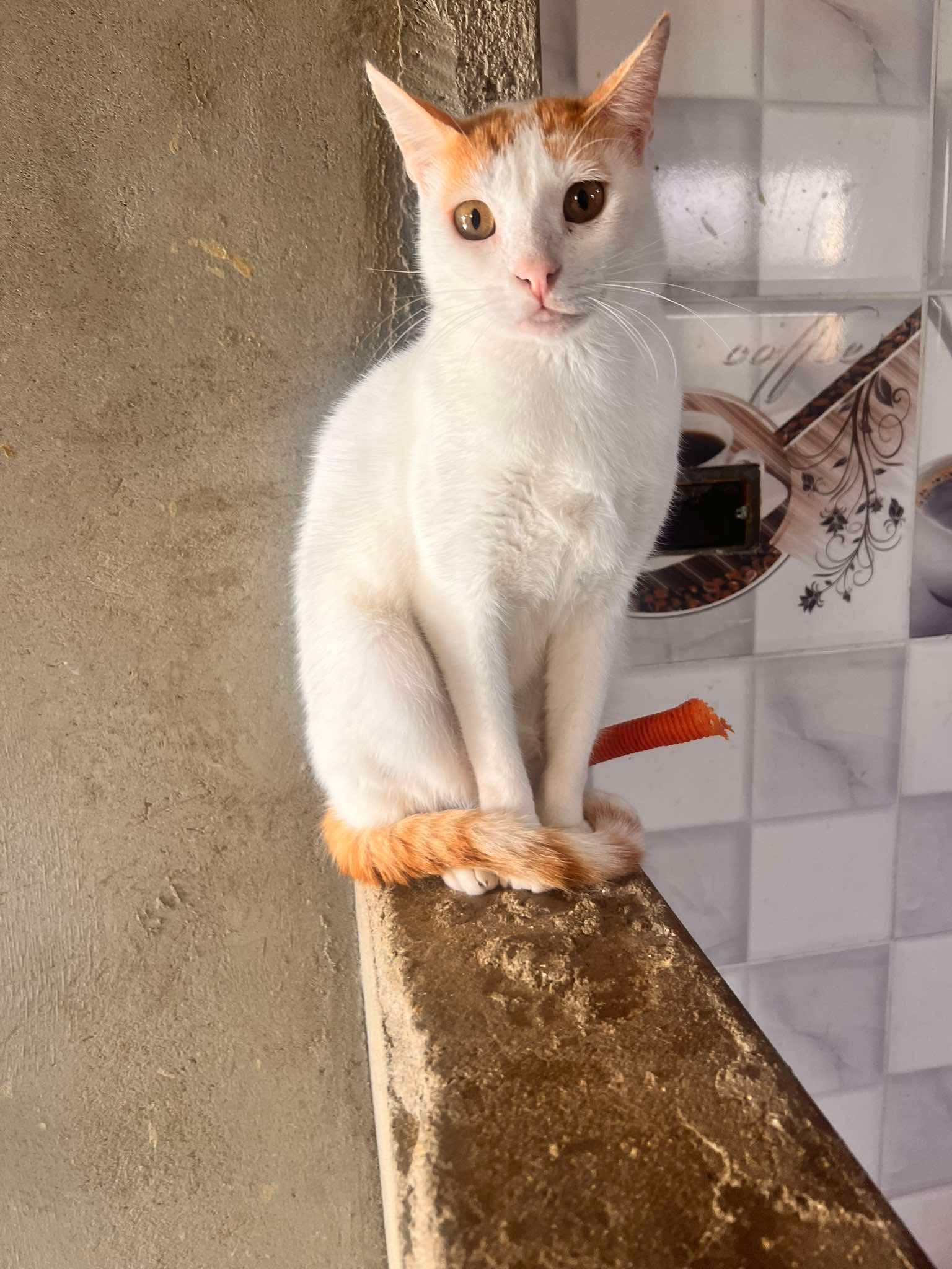 Cats at Nees Cats Shelter 23