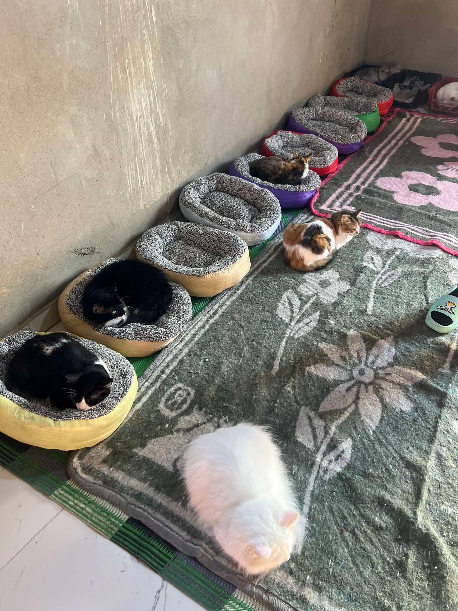 Cats at Nees Cats Shelter 25