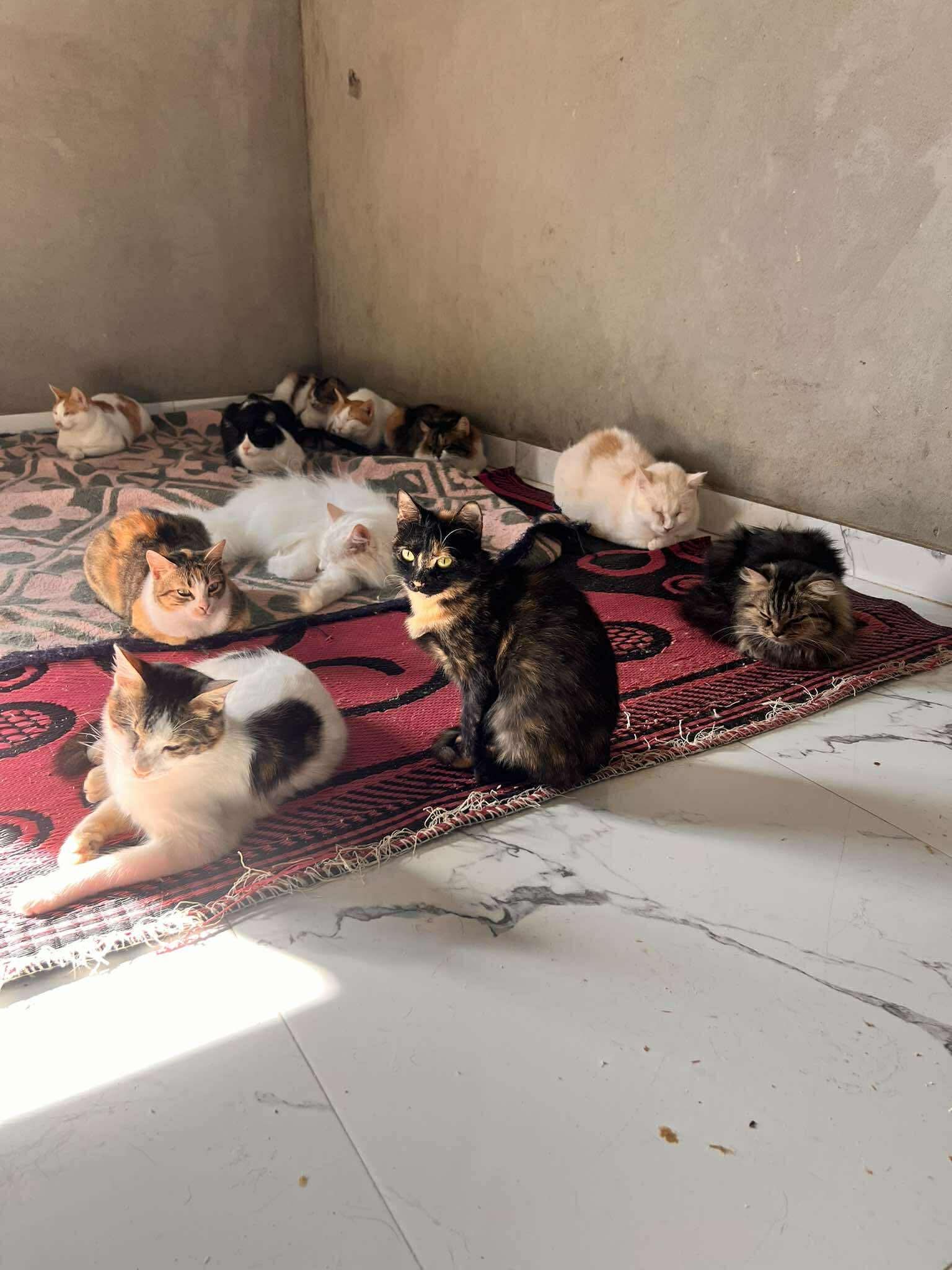 Cats at Nees Cats Shelter 26