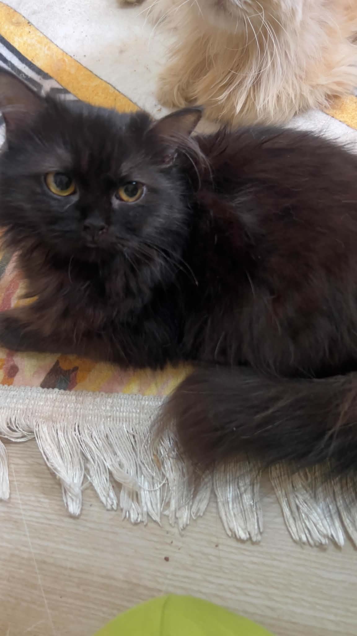 Cats at Nees Cats Shelter 27