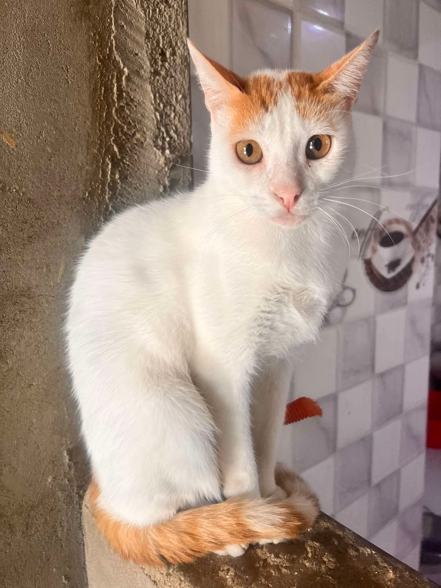 Cats at Nees Cats Shelter 28